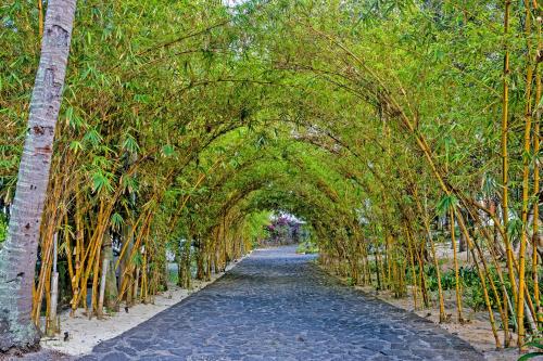 an archway with bamboo trees on a path at Seasense Boutique Hotel & Spa in Belle Mare