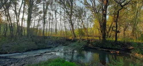 a stream in the middle of a forest with trees at Schaefers' Halt in Dullstroom
