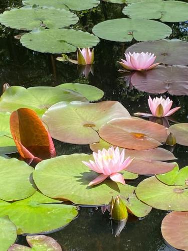 a group of pink water lilies in a pond at Le gîte de Lou - Piscine privative et massages Bien-être in Mazerolles