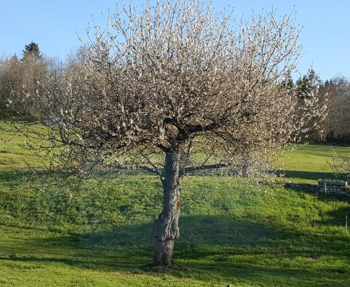 a tree in the middle of a green field at Gîte BARD des OURS in Saint-Martin-en-Vercors