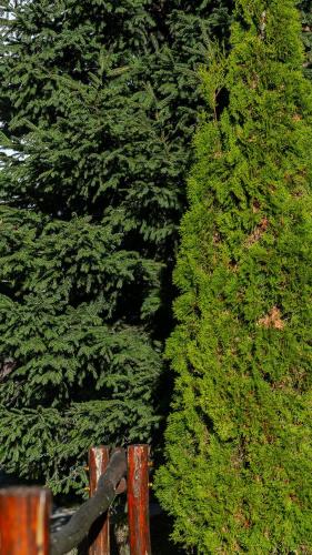 a green bush next to a wooden fence at Villa Teodora in Kopaonik