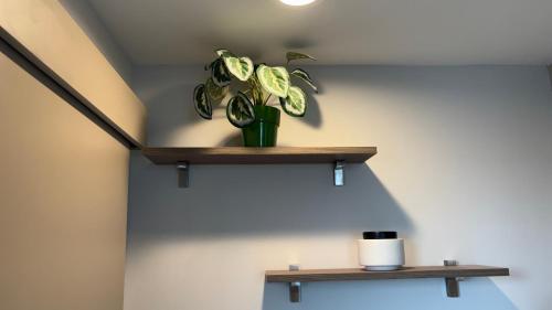 a plant sitting on a shelf on a wall at Luxury apartment 10 min to Airport Be Cariari Condo #402 in La Asunción