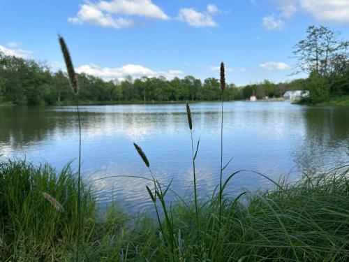 a view of a lake with tall grass at Komfortables Ferienhaus 80qm unweit vom See in Lichtenberg - Frankenwald - Bad Steben - Hof Saale in Lichtenberg