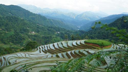 a large terraced field with mountains in the background at Hoàng Su Phì - Móng Ngựa Homestay in Ha Giang