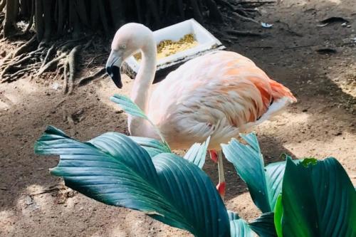 a bird standing in the dirt with food on its neck at Apartamento 412B com varanda e vista in Santos