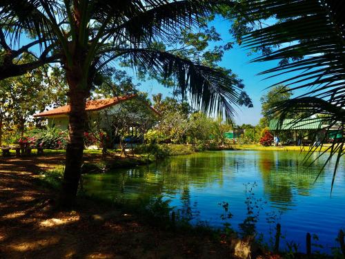 a pond with a palm tree next to a building at Tea Tree House in Chiang Mai in Chiang Mai