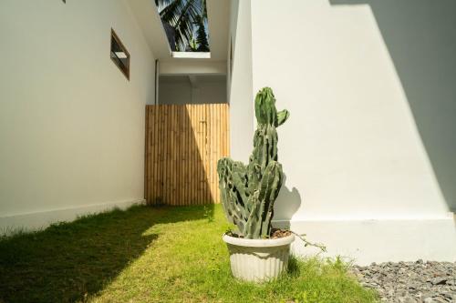 a cactus sitting in the corner of a room at Susurro Villas in Kuta Lombok