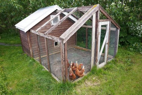 a chicken coop with a chicken inside of it at Hlakot Cabin In Golden Circle in Mosfellsbær