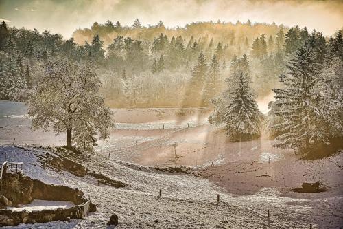 a snow covered field with trees in the background at Cowboy's Land in Višnja Gora
