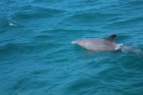 a dolphin swimming in a body of water at Wasini house mkwiro village in Shimoni