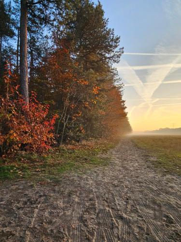 a dirt road with trees on the side of a field at Bed and Breakfast Bij ons in het bos in Bergen op Zoom