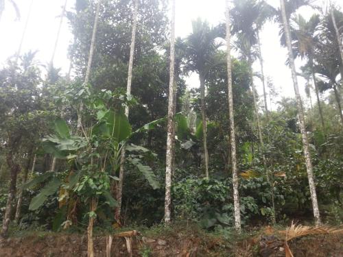 a jungle with palm trees and bushes at Spice Garden Farm house in Sultan Bathery