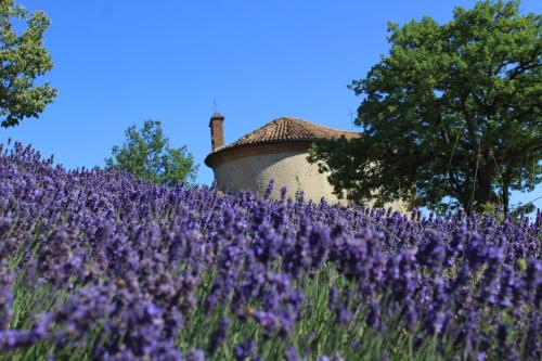 a field of purple flowers in front of a building at Vin dell'Olmo in Castagnole Lanze
