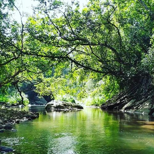 a river with trees hanging over the water at Clio Ella Adventure in Ella