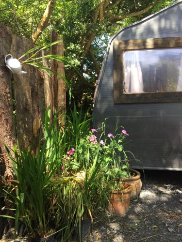 a van parked next to a bunch of plants at Valentia Island Escape in Valentia Island