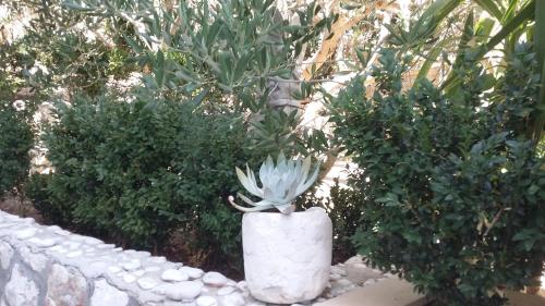 Gallery image of Apartments Antoana in Hvar