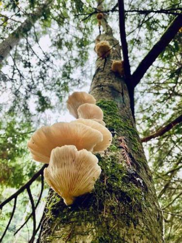 a group of mushrooms growing on a tree at Wind Down Log Cabin in the Woods with Cozy Woodstove in Qualicum Beach