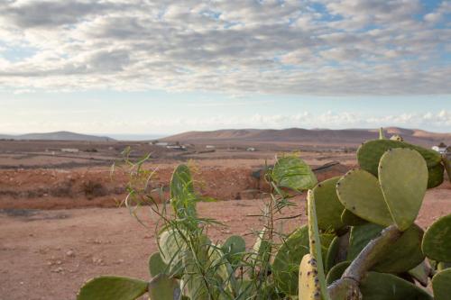 a cactus in the middle of the desert at Casa Dayaday in Puerto del Rosario