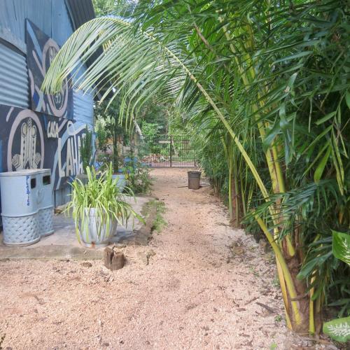 a garden with a bunch of plants and a wall at Cabañitas y Dorms in Bacalar