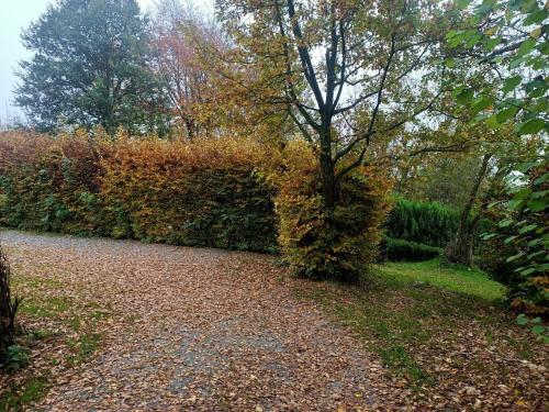a gravel road with a tree in a park at Dri les Courtils in La Roche-en-Ardenne