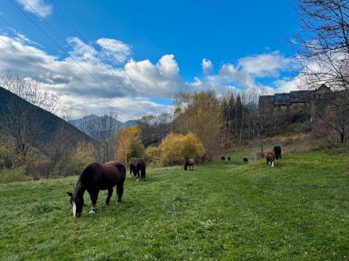 a group of horses grazing in a field at Mirador de la Neu in Pla de l'Ermita