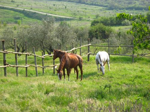 two horses grazing in a field near a fence at Agriturismo Le Roghete in Acquapendente
