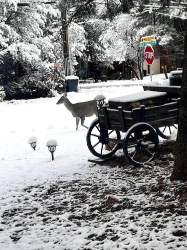 a deer standing next to a bench in the snow at Peaceful Pine Place Cabin in Pine