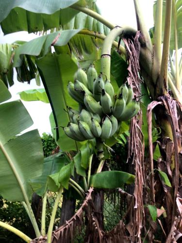 a bunch of green bananas hanging from a banana tree at Mountain View House Kampot in Kampot