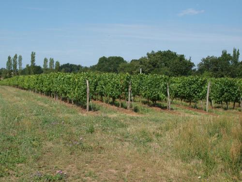 Φωτογραφία από το άλμπουμ του Le Logis du Livier σε Saint-Georges-sur-Layon