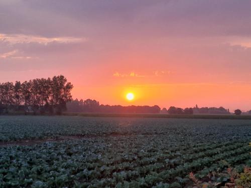 a field of crops with the sunset in the background at Vakantiehuis Schardauw in Damme