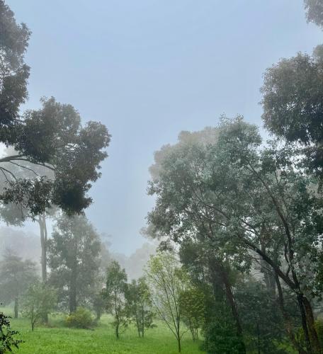 a group of trees in a grassy field with the sky at Red Gables Daylesford - Garden Suite & Hedge Suite in Daylesford