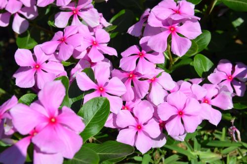 a bunch of pink flowers with green leaves at La Maison Soleil in Trou dʼ Eau Douce