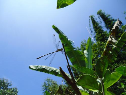 a dragonfly perched on top of a banana tree at Hotel Hacienda Xico Inn in Xico