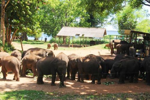 a herd of elephants standing next to a fence at Seeing Green Udawalawa in Udawalawe