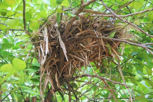 a bird nest in a tree at Seeing Green Udawalawa in Udawalawe