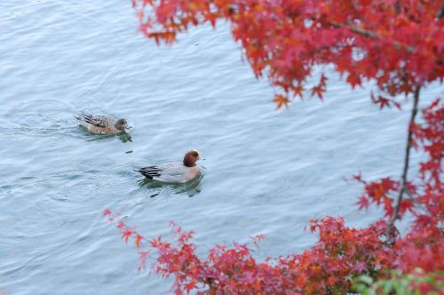 two ducks swimming on a lake with red trees at 時地人 jijijin MATSUYAMA in Tobe