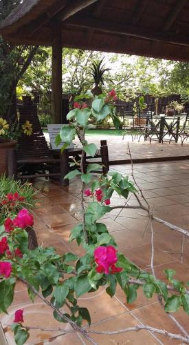 Φωτογραφία από το άλμπουμ του Midrand Wild Goose Guest House B&B σε Midrand