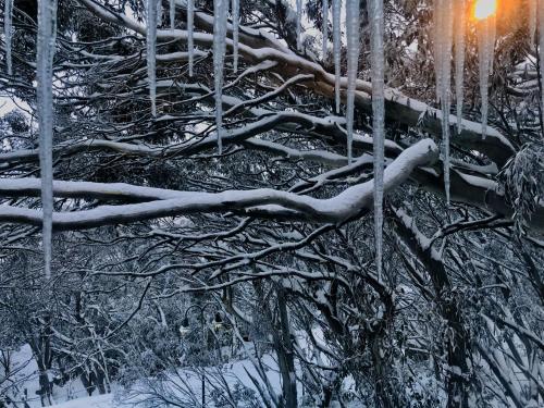 a tree branch laying on the ground in the snow at Alpine Chalet 3BR with Heated Floors and Fast Wi-Fi in Mount Buller