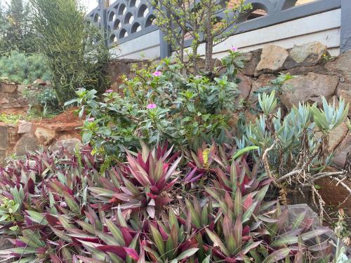 Jardín al aire libre en Montclair Forest Guest House