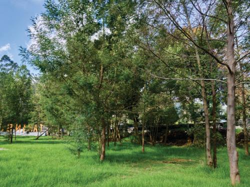 a park with green grass and trees in a field at Taman Syailendra Cottage Dieng in Dieng