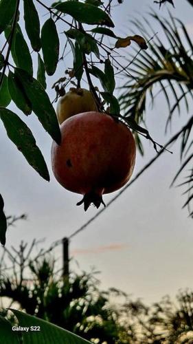 Φωτογραφία από το άλμπουμ του L'Authentique σε Saint-Leu