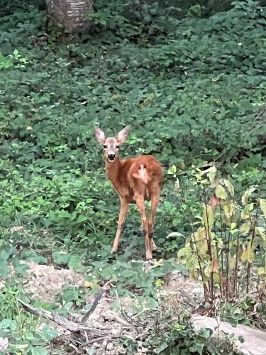 a baby deer standing in a field of plants at Larix in Ulrichen