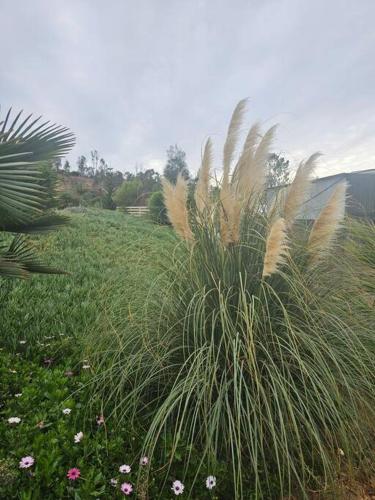 Jardín al aire libre en Cábaña en Limache