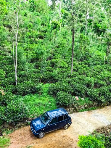 Taman di luar Ella Rock Glance