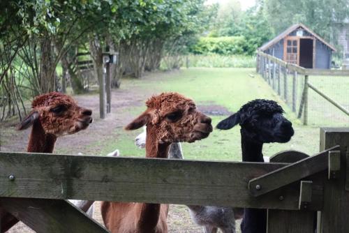 a group of goats looking over a wooden fence at Huisje Bommelstein in Joure