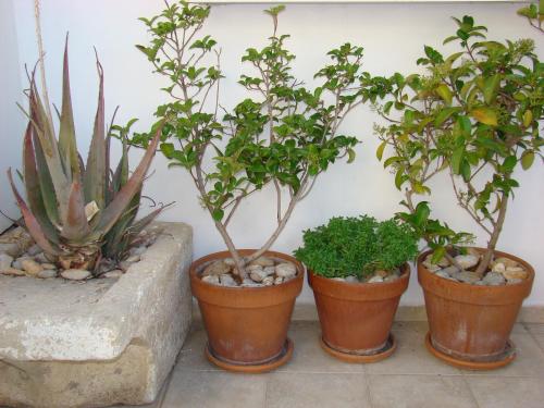 four potted plants are lined up against a wall at Diamond Apartments & Suites in Hersonissos