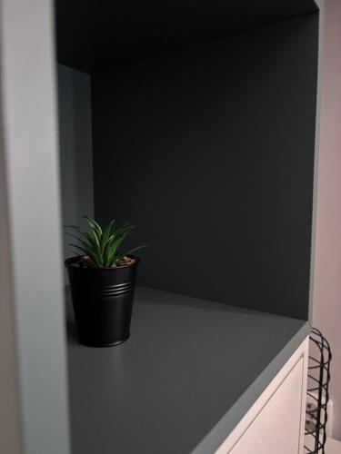 a potted plant sitting on a counter in a room at Tiny Studio Universitate in Craiova