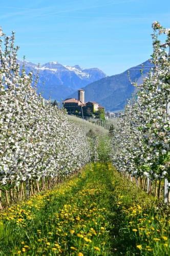 a row of apple trees in a field with flowers at Living with style between mountains & apple orchards in Tuenno