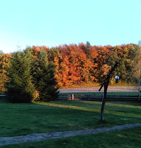a tree in the middle of a field with fall foliage at Małopolskie Swojskie in Olszyny