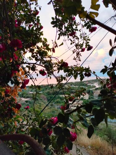 a view of a field of roses from a tree at Maison RKA in Bejaïa